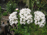 300 Valeriana Officinalis Seeds - Valerian Medicinal Plant - Heliotrope Garden Plants
