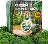 Green Moss for Crafts Real Decorative Moss Green Plant