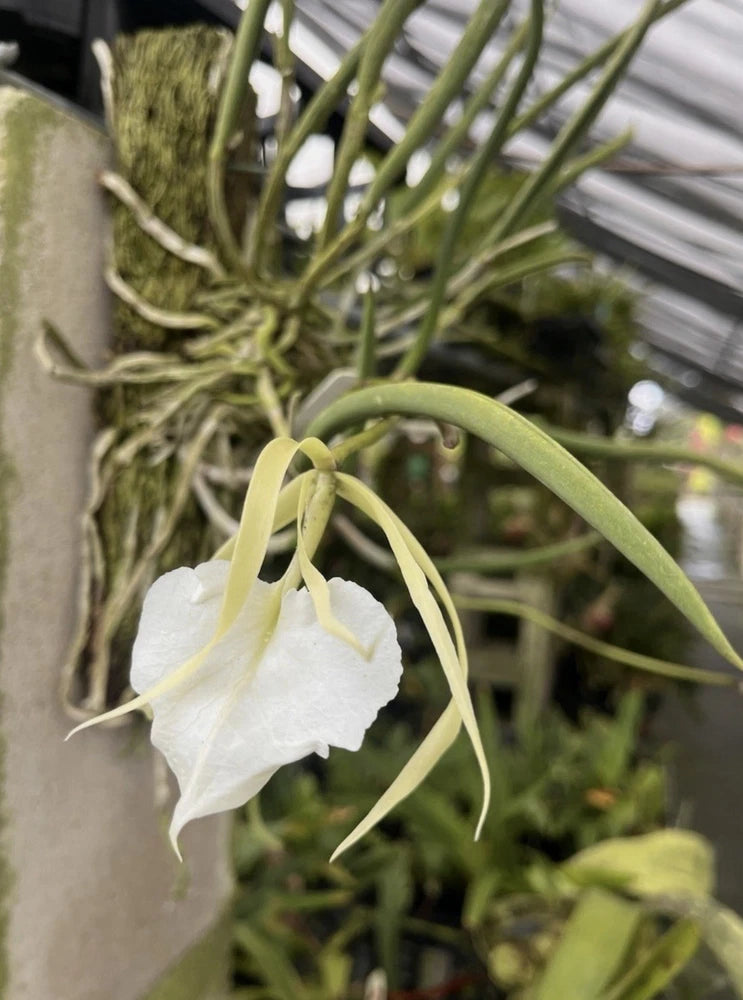 White orchid flower with green stems in a pot