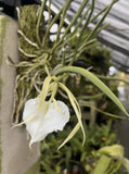 Brassocattleya Nodosa ÔO whimsyÕ HCC/AOS 5Ó Pot Orchids