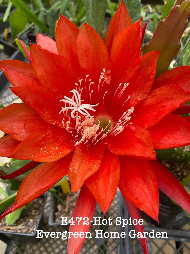 Red-orange orchid cactus flower in small starter pot