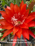 Rooted Epiphyllum Orchid Cactus ÒHot SpiceÓ Growing In 4Ó Starter Pot. Orchids