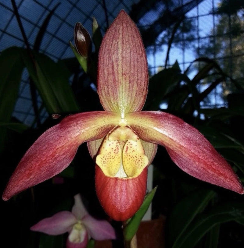 Phragmipedium Noirmont orchid flower with red-pink petals and yellow speckled pouch