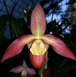 Phragmipedium Noirmont Orchids