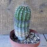D5427 CARNEGIA GIGANTEA pot12-H13-W6 cm MaMa Cactus Green Plant