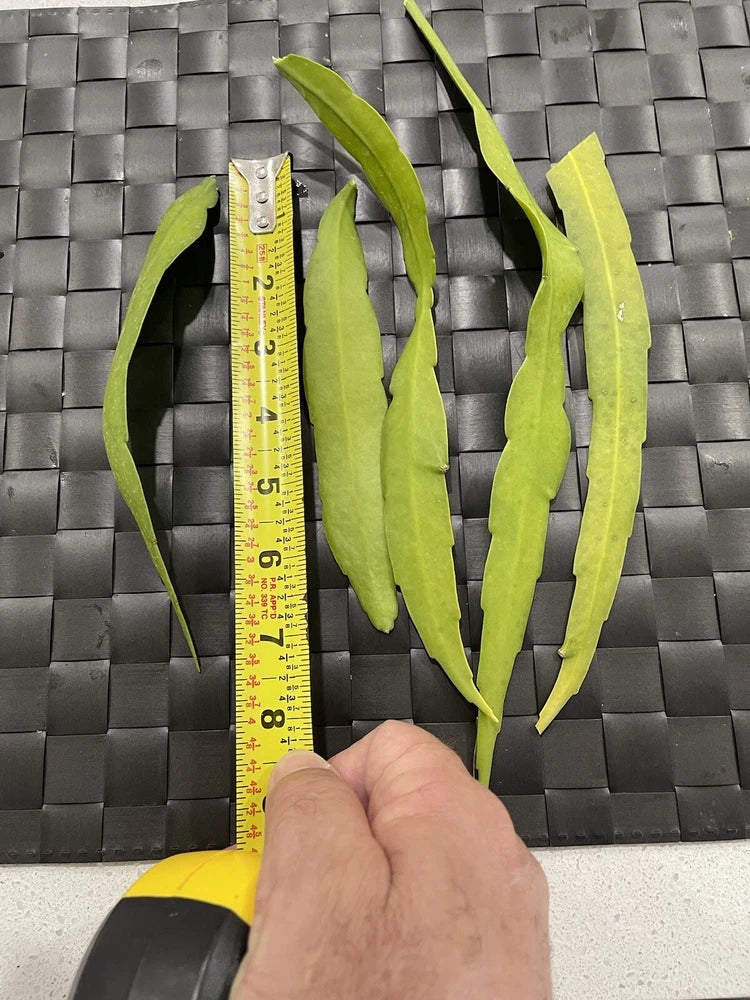Orchid cactus cutting with green leaf segments and size ruler