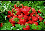 40 Seeds Red Strawberry Climbing Unique Fruit Plant Home Garden Pot Flowering Plants
