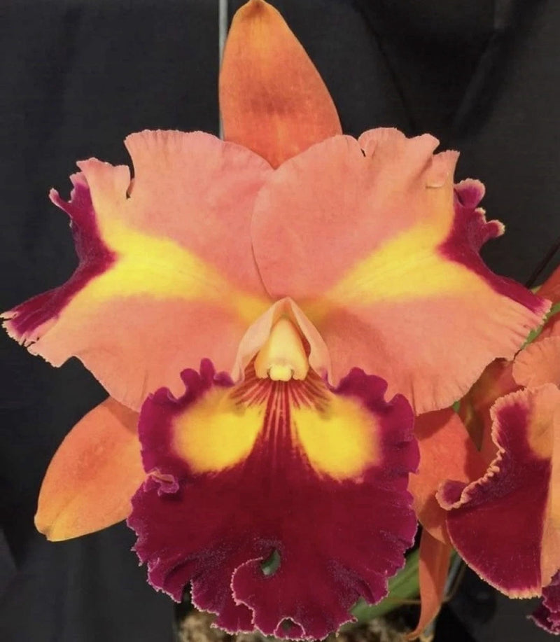 Peach and purple orchid flower with ruffled petals and yellow center