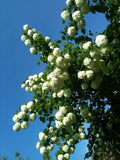 2 Japanese Snowball  (Vibrurnum Plicatum Tomentosum) Bare-root Flowering Plants