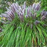 Pennisetum alopecuroides Viridescens | Black Fountain Grass | 10 Seeds Pampas Grass