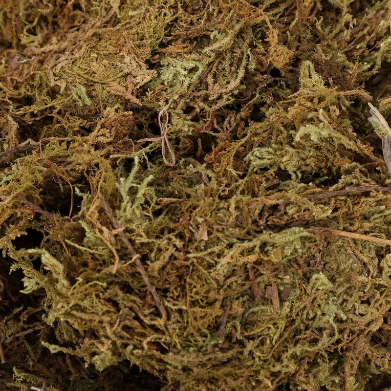2 Packs Dried Moss for Flowerpot Landscaping Natural Moss Gardening Lichen Green Plant