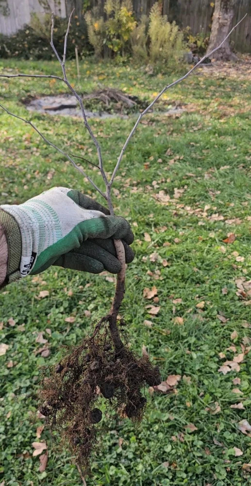 Eastern Redbud Tree Seedling Flowering Plants