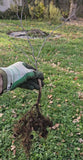 Eastern Redbud Tree Seedling Flowering Plants