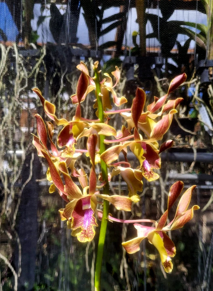 Dendrobium BLO Twisters orchids with yellow and burgundy curled blooms, dense cluster
