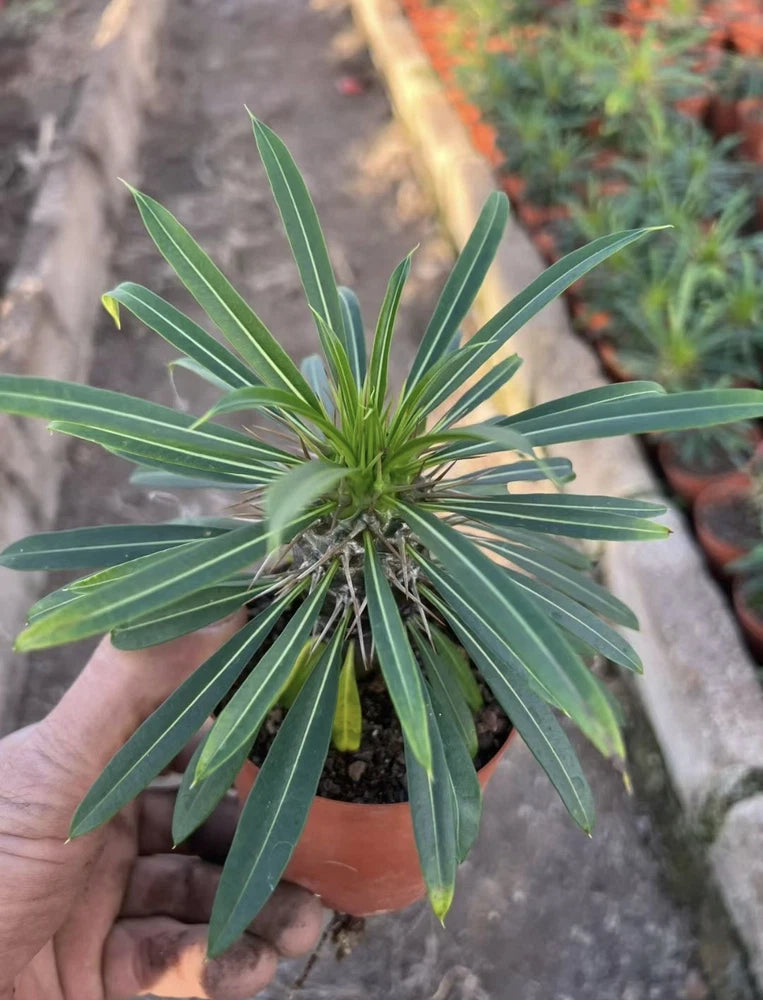 Pachypodium lamerei Drake succulent with rosette of long green spiny leaves