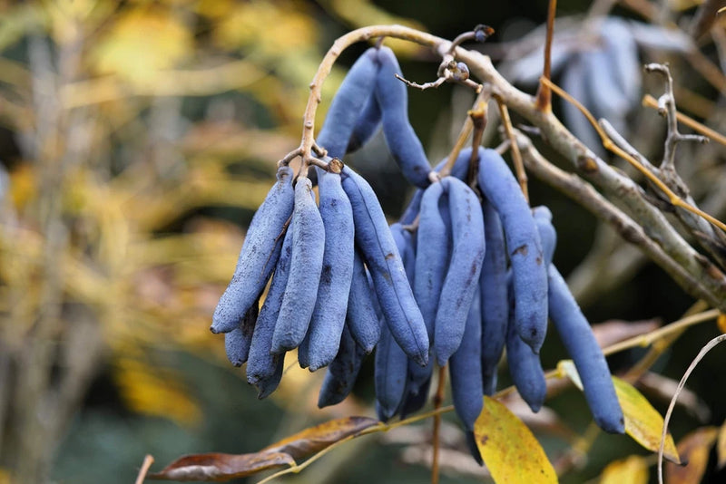 7 BLUE SAUSAGE FRUIT Edible & Ornamental Decaisnea Fargesii Tree Shrub Seeds Flowering Plants