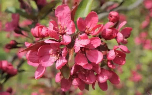 25+ Prairie Fire Crabapple Seeds for Garden Planting - USA - FREE SHIPPING! Garden Plants