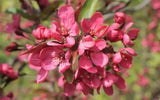 25+ Prairie Fire Crabapple Seeds for Garden Planting - USA - FREE SHIPPING! Garden Plants