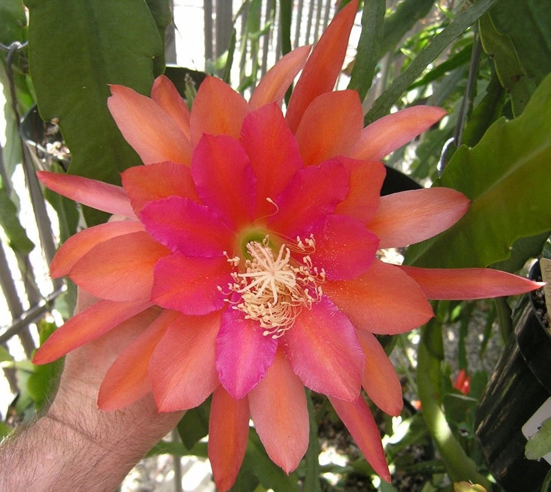 Orange and pink orchid cactus flower with long stamens and layered petals