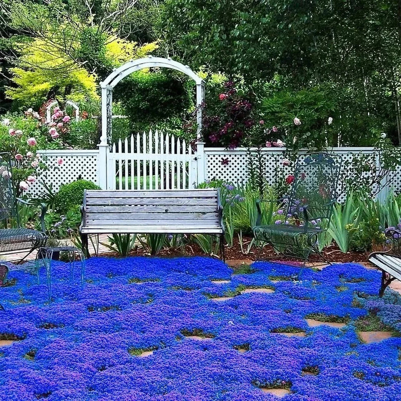 20000+ Magic Blue Creeping Thyme Seeds for Planting Ground Cover Plants Heirloom Flowering Plants