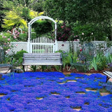 20000+ Magic Blue Creeping Thyme Seeds for Planting Ground Cover Plants Heirloom Flowering Plants