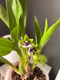 (715-1)  Zygoneria  Adelaida Meadows (Z.Titanic x Zga Dynamo)   FS  fragrant Orchids