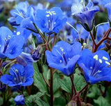 CALIFORNIA BLUE BELLS SEEDS 2000+ ANNUAL flower GARDEN wildflower FREE SHIPPING Garden Plants