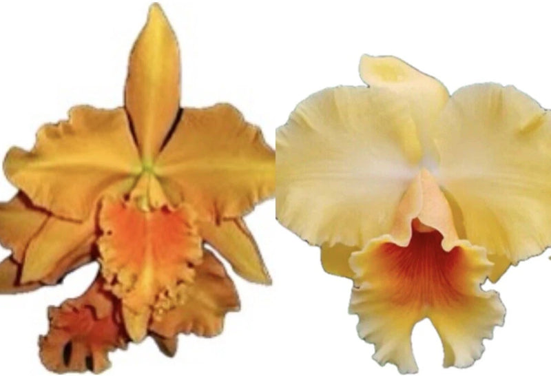 Potted orchid flowers with yellow petals and red centers, cream flower beside