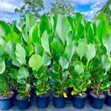 25+ Cigar Calathea Seeds for Garden Planting - USA - FREE SHIPPING! Garden Plants