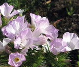 MOUNTAIN PHLOX Linanthus Grandiflorus - 1,000 Seeds Garden Plants