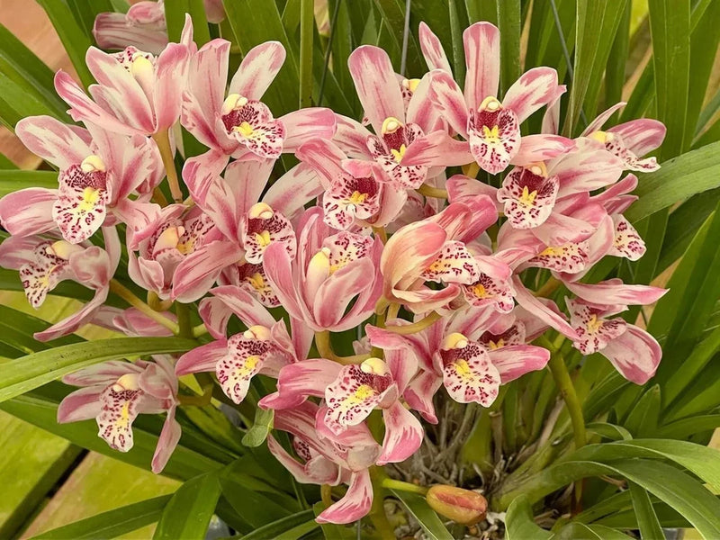 Pink and white spotted cymbidium orchid flowers with green strap leaves