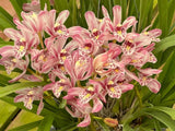 Cymbidium Mainstem ÔHip HipÕ. Splash Feathered, Mutation - 5" Pot Orchids