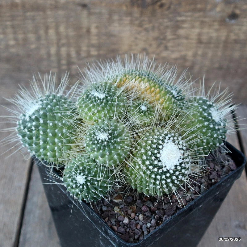 Crested green cactus in black pot, dense white spines and raised crown