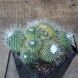 A6876 MAMMILLARIA SPINOSISSIMA UNPICO CRESTED pot12 H9-W17 cm MaMa Cactus Green Plant
