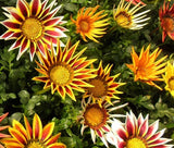 GAZANIA LOGRO STRIPED MIX Gazania Rigens - 50 Bulk Seeds Garden Plants