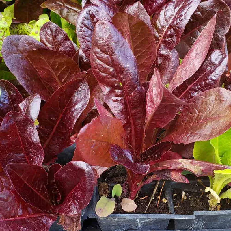 800+ RED ROMAINE ROMAINE LETTUCE SEEDS FRESH HARVEST FOR GARDENS Garden Plants