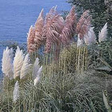 Ornamental Grass Seed - Cortaderia Pampas Grass Selloana Mix  Seeds Pampas Grass