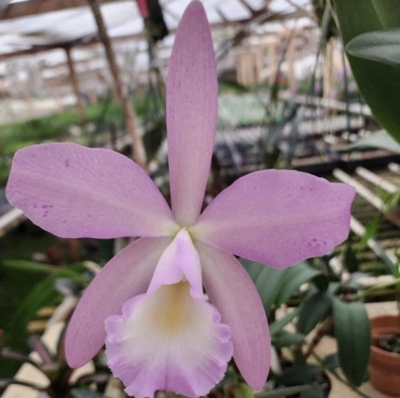 Lilac orchid flower with five petals and pale yellow center lip