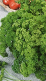 Forest Green Parsley Seeds | NON-GMO | Heirloom | Garden Seeds (500 seeds) Garden Plants