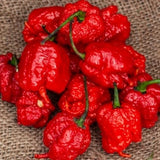 25+ seeds Carolina Reaper Red hot pepper garden planting spicy food Garden Plants