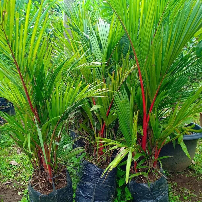 Green palm plant with spiky leaves in black fabric grow bags