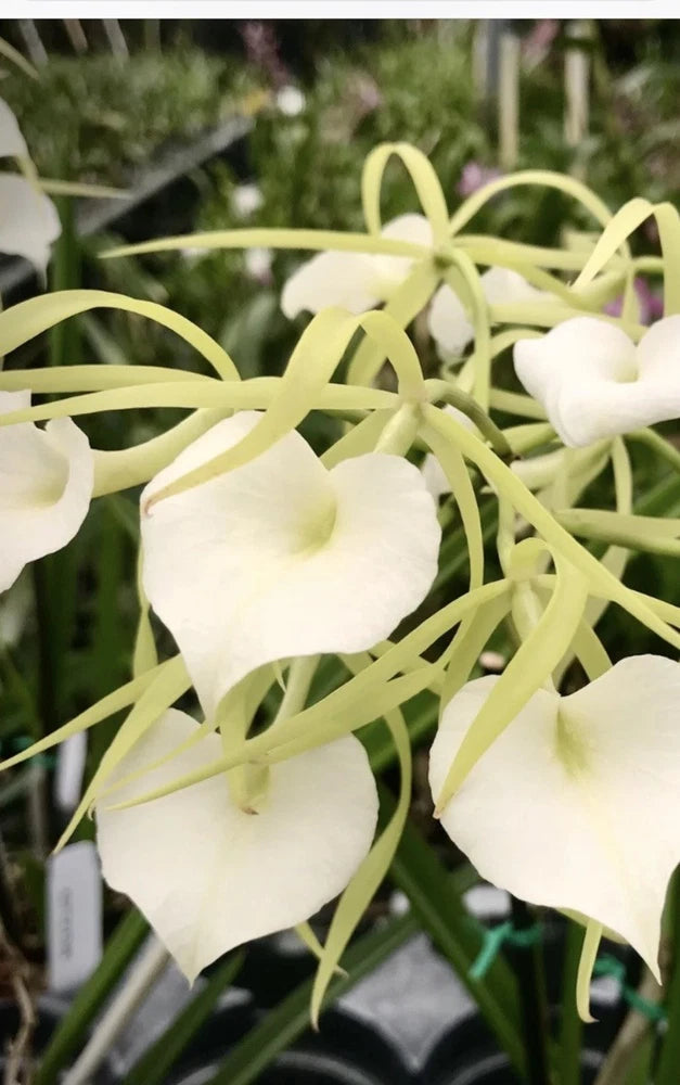 Orchid plant with pale white flowers and long green stems