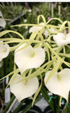 Brassavola B. Nodosa x B. Nodosa Minnie Mouse Orchids