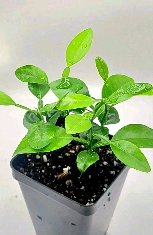 Set of 4  healthy kaffir lime plants, 2-4 inches tall. Flowering Plants