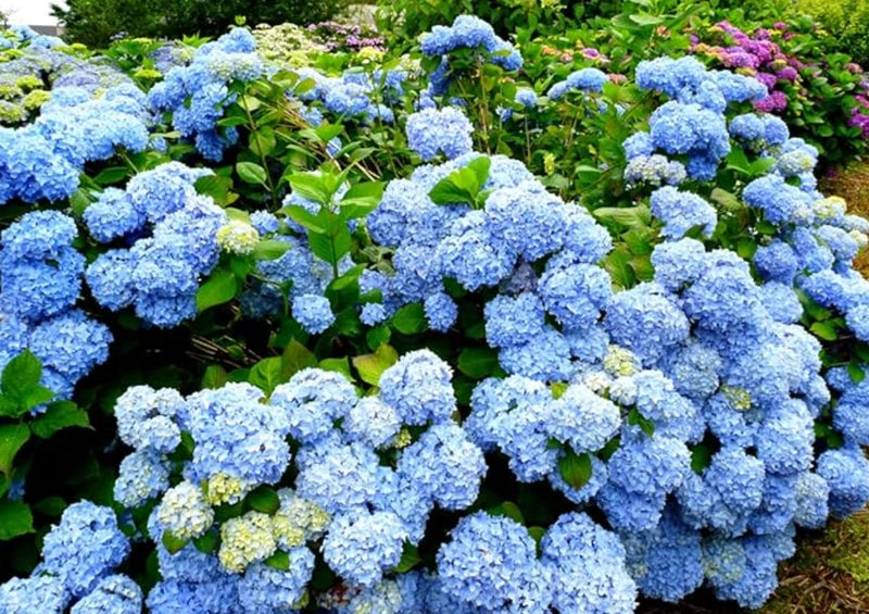 Live Nikko Blue Hydrangea Ð 12-18" Tall Ð 2.5-Inch Pot Hydrangea