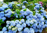 Live Nikko Blue Hydrangea Ð 12-18" Tall Ð 2.5-Inch Pot Hydrangea