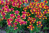 150 FLAMENCO LINARIA Reticulata Magenta Scarlet Red & Yellow Flower Seeds Flowering Plants