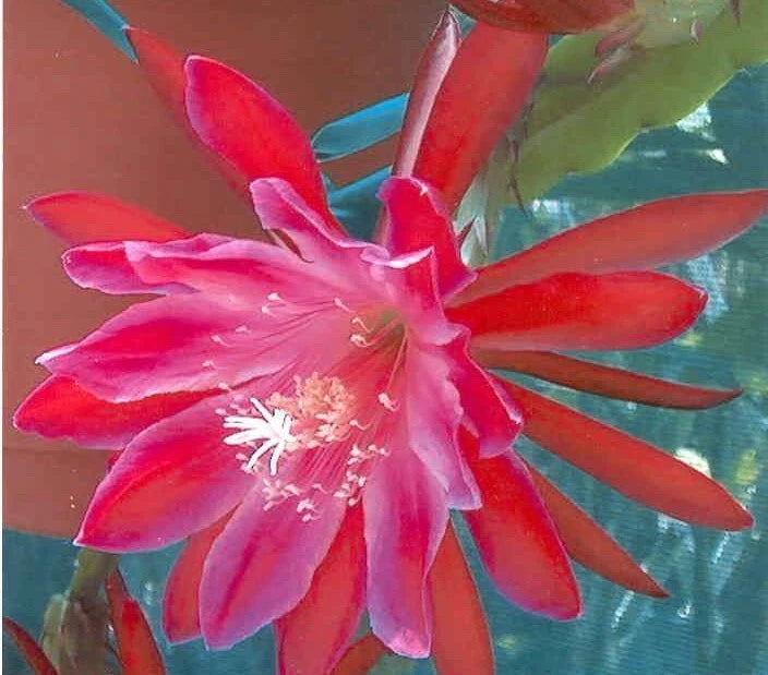 Orchid cactus flower with layered pink and red petals and visible stamens