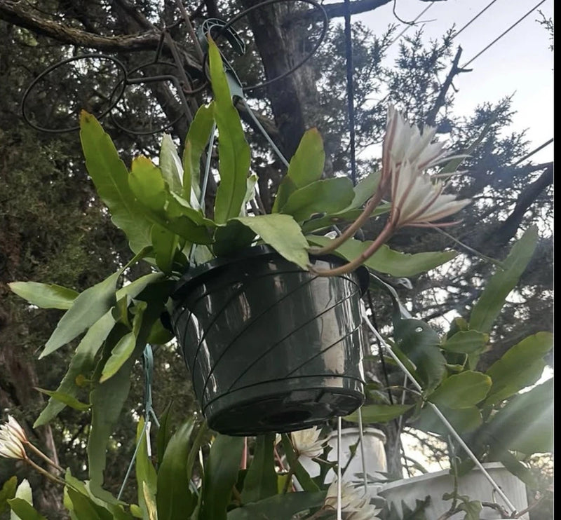 Well-rooted orchid cactus plant in black pot with green flat stems and buds