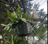 Epiphyllum Oxypetalum (Queen of the Night Orchid Cactus Plant Well Rooted Orchids